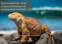 Queres aprender duas lições profissionais de uma iguana marinha?